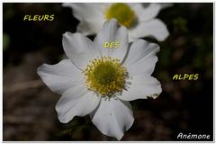 fleursdesalpes